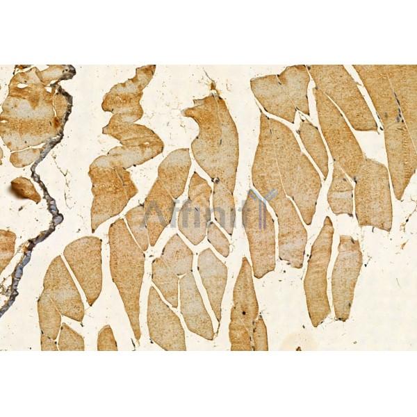 PYCR1 Antibody - DF12051 at 1/100 staining Mouse muscle tissue by IHC-P.