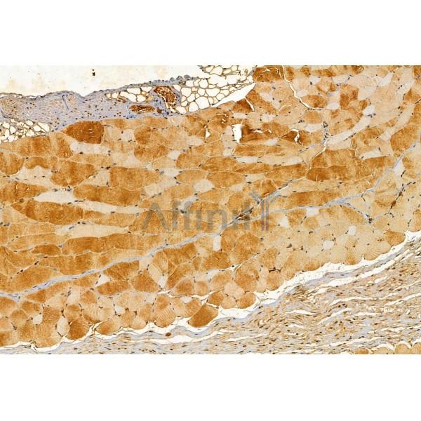 KIAA1199 Antibody - DF12056 at 1/100 staining Mouse skin tissue by IHC-P.