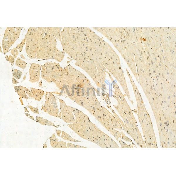 LMOD3 Antibody - DF12057 at 1/100 staining Mouse heart tissue by IHC-P.