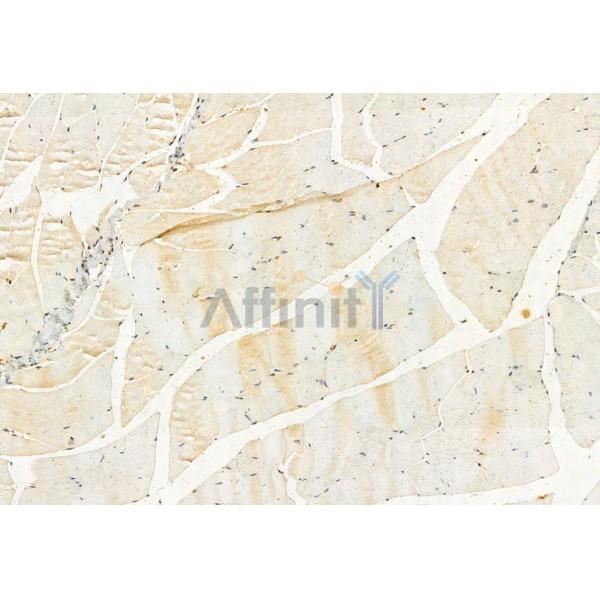 LMOD3 Antibody - DF12057 at 1/100 staining Mouse muscle tissue by IHC-P.