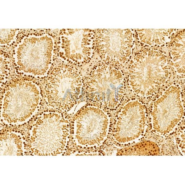 ODF2 Antibody - DF12059 at 1/100 staining Rat testis tissue by IHC-P.