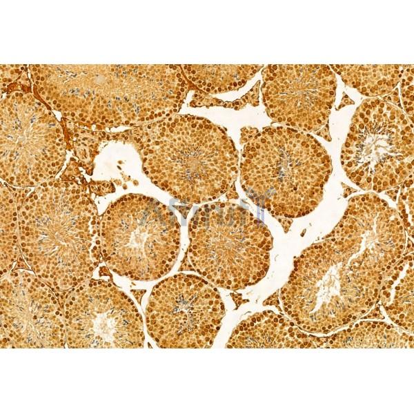 ODF2 Antibody - DF12059 at 1/100 staining Mouse testis tissue by IHC-P.