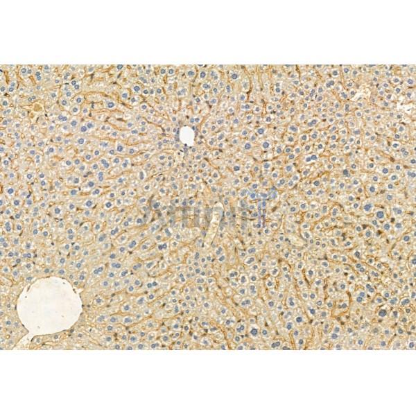 FKBP65 Antibody - DF12073 at 1/100 staining Mouse liver tissue by IHC-P.