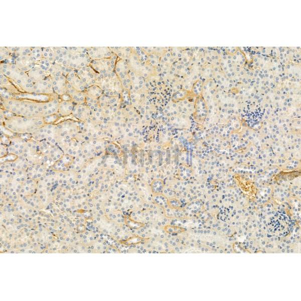 FKBP65 Antibody - DF12073 at 1/100 staining Mouse kidney tissue by IHC-P.