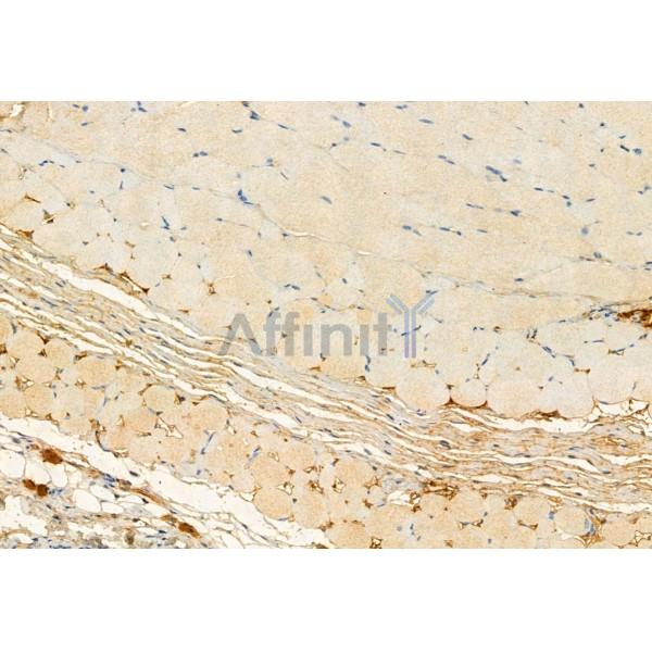 FKBP65 Antibody - DF12073 at 1/100 staining Mouse skin tissue by IHC-P.
