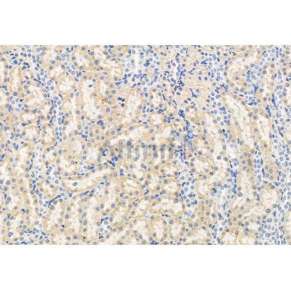 FKBP65 Antibody - DF12073 at 1/100 staining Rat kidney tissue by IHC-P.