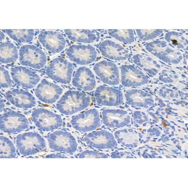 FKBP65 Antibody - DF12073 at 1/100 staining Rat colon tissue by IHC-P.