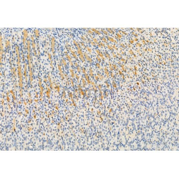 FKBP65 Antibody - DF12073 at 1/100 staining Rat stomach tissue by IHC-P.