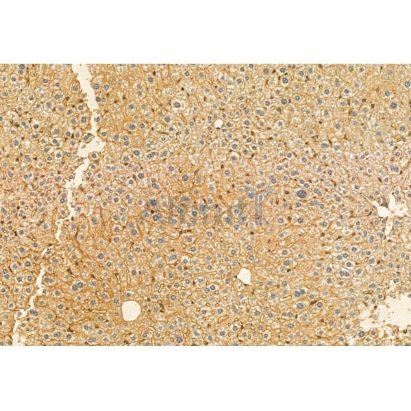 HEPACAM Antibody - DF12075 at 1/100 staining Mouse liver tissue by IHC-P.