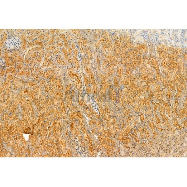 Kindlin 2 Antibody - DF12078 at 1/100 staining Rat kidney tissue by IHC-P.