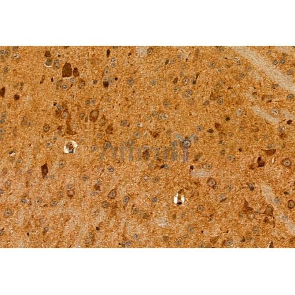 SULT4A1 Antibody - DF12088 at 1/100 staining Mouse brain tissue by IHC-P.