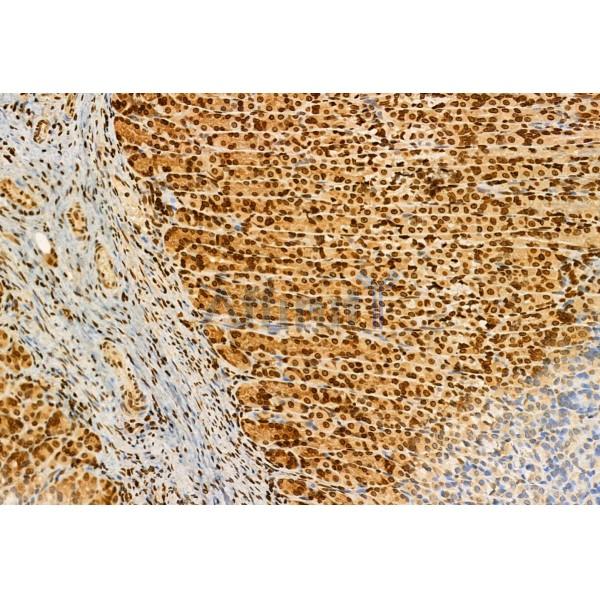 AP3B1 Antibody - DF12092 at 1/100 staining Rat stomach tissue by IHC-P.