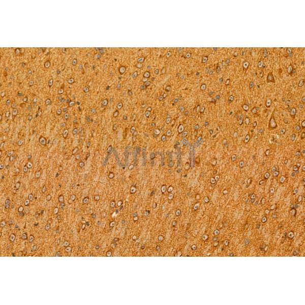 Centrin 1 Antibody - DF12095 at 1/100 staining Mouse brain tissue by IHC-P.