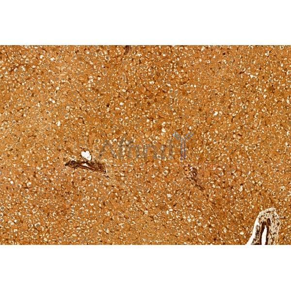 Centrin 1 Antibody - DF12095 at 1/100 staining Rat liver tissue by IHC-P.