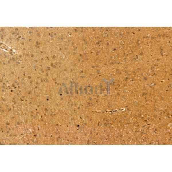 DEK Antibody - DF12097 at 1/100 staining Rat brain tissue by IHC-P.