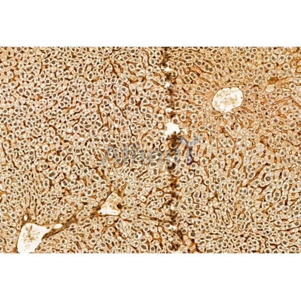 DEK Antibody - DF12097 at 1/100 staining Mouse liver tissue by IHC-P.