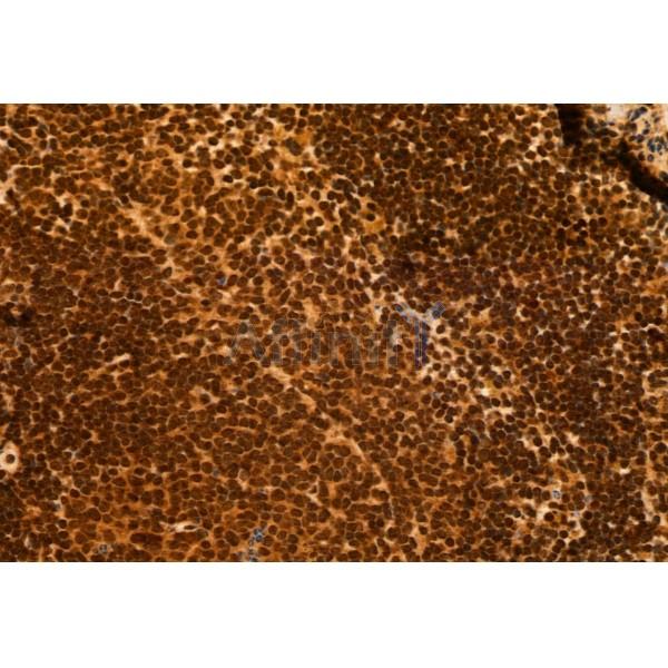 DEK Antibody - DF12097 at 1/100 staining Mouse spleen tissue by IHC-P.