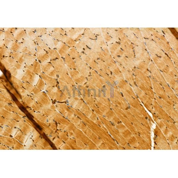 GOLPH3 Antibody - DF12099 at 1/100 staining Rat muscle tissue by IHC-P.