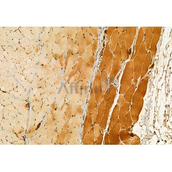 GOLPH3 Antibody - DF12099 at 1/100 staining Rat skin tissue by IHC-P.