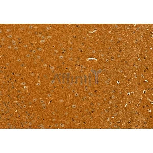 GOLPH3 Antibody - DF12099 at 1/100 staining Mouse brain tissue by IHC-P.