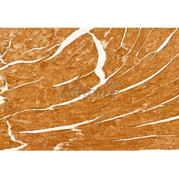 GOLPH3 Antibody - DF12099 at 1/100 staining Mouse heart tissue by IHC-P.