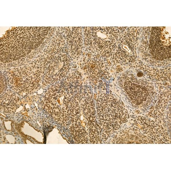 Quiescin Q6 Antibody - DF12104 at 1/100 staining Rat ovary tissue by IHC-P.
