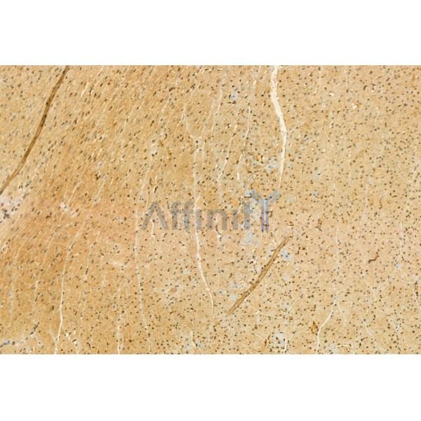 Quiescin Q6 Antibody - DF12104 at 1/100 staining Rat heart tissue by IHC-P.