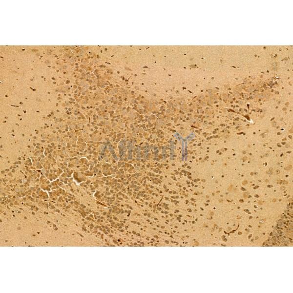 Quiescin Q6 Antibody - DF12104 at 1/100 staining Mouse brain tissue by IHC-P.