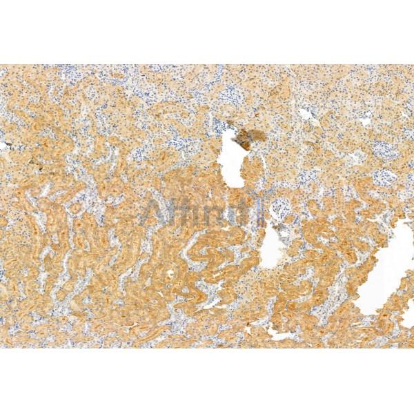 AGGF1 Antibody - DF12109 at 1/100 staining Rat kidney tissue by IHC-P.