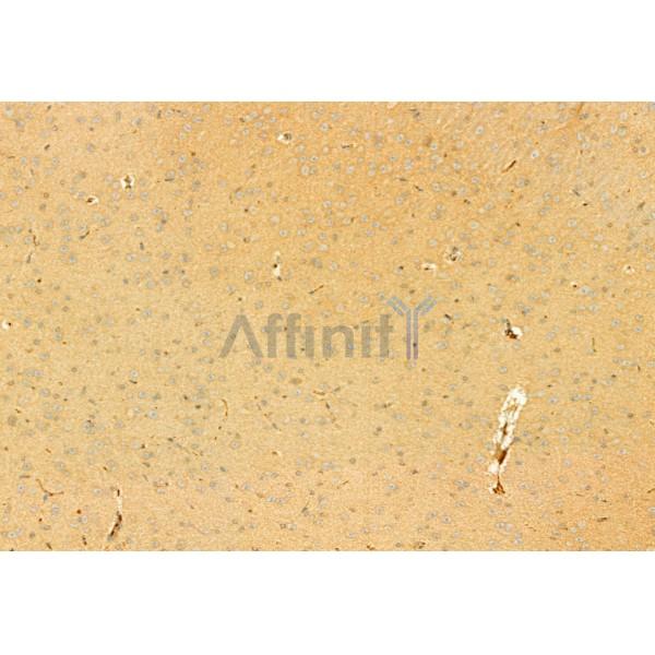 Osteocalcin Antibody - DF12303 at 1/100 staining Mouse brain tissue by IHC-P.
