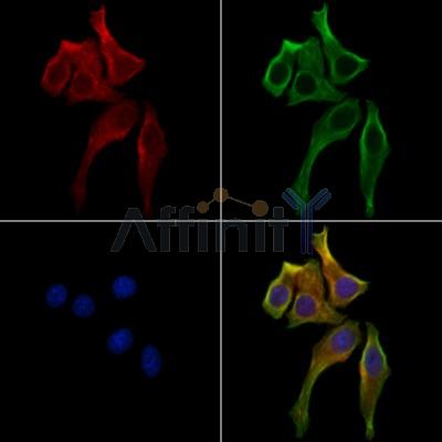 FNDC5 Antibody - DF13019 staining Hela cells by IF/ICC.