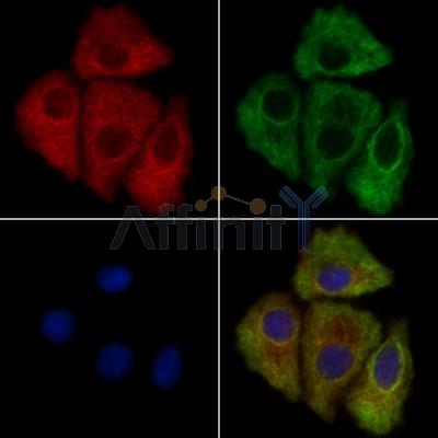 Fukutin Antibody - DF13024 staining Hela cells by IF/ICC.