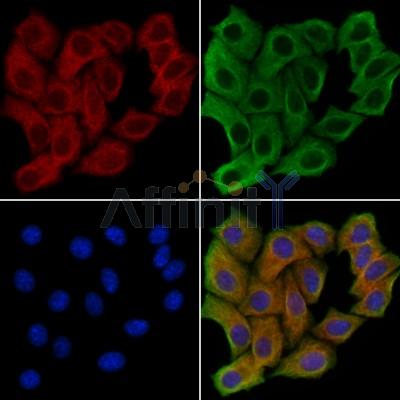 Giantin Antibody - DF13038 staining Hela cells by IF/ICC.