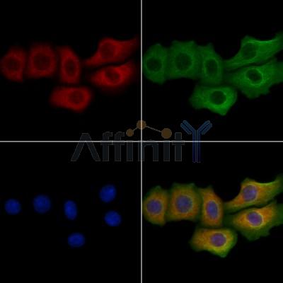 MFAP5 Antibody - DF13146 staining Hela cells by IF/ICC.