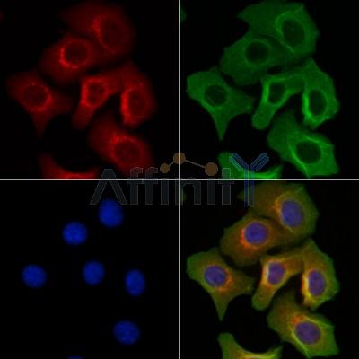 NECAB2 Antibody - DF13179 staining Hela cells by IF/ICC.