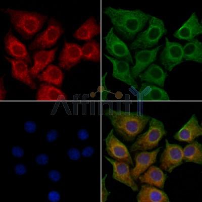 NOMO2 Antibody - DF13191 staining HepG2 cells by IF/ICC.