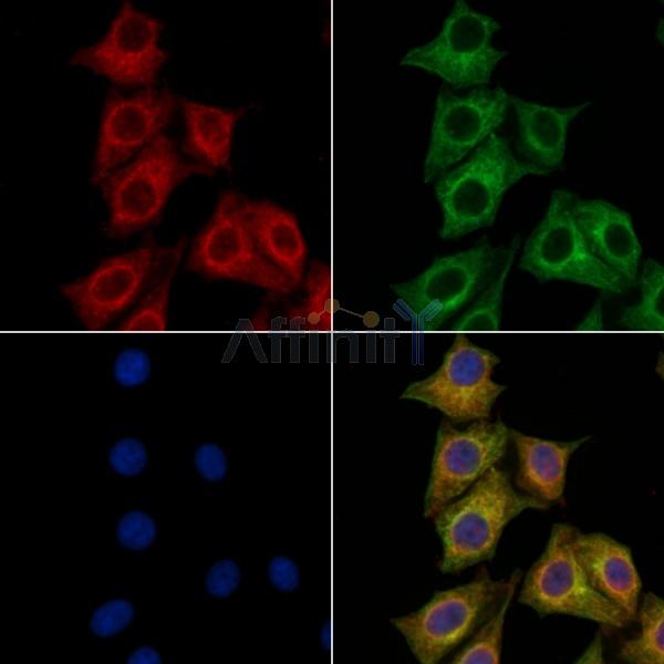 PRMT3 Antibody - DF13606 staining HepG2 cells by IF/ICC.