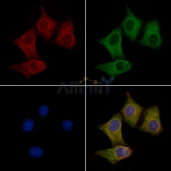 SLC25A27 Antibody - DF2209 staining HepG2 cells by IF/ICC.