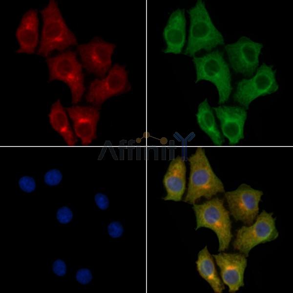 PDHA2 Antibody - DF2228 staining HepG2 cells by IF/ICC.