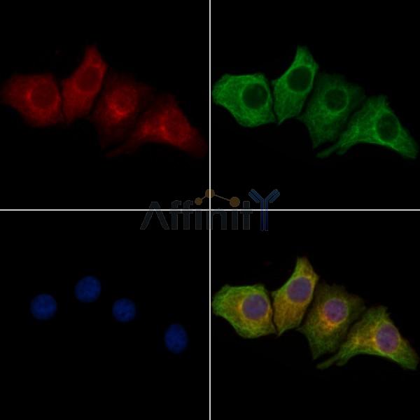 CENPJ Antibody - DF2312 staining HepG2 cells by IF/ICC.
