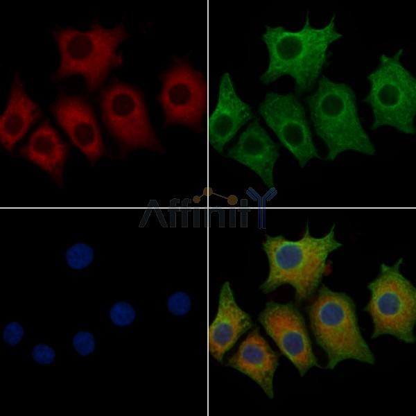 IFRD1 Antibody - DF2392 staining HepG2 cells by IF/ICC.