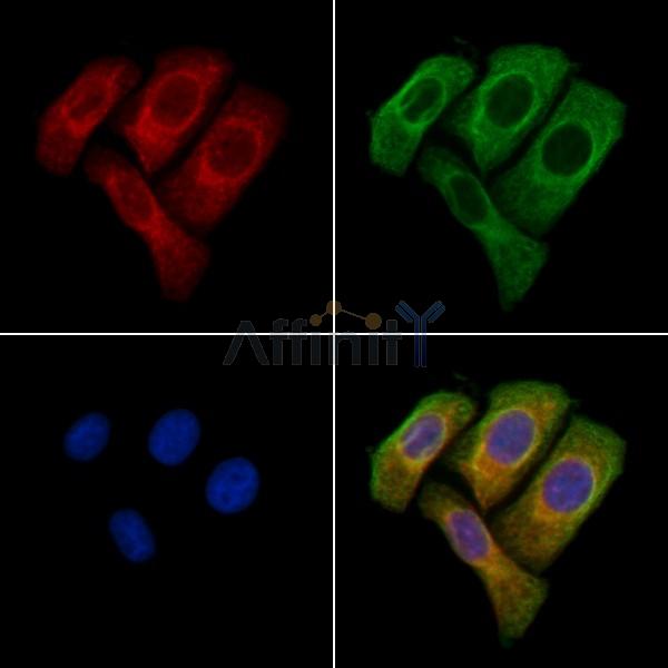 TMEM184B Antibody - DF2486 staining Hela cells by IF/ICC.