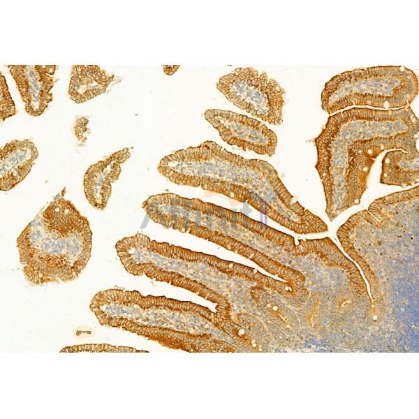 PLCE1 Antibody - DF2565 at 1/100 staining Mouse colon tissue by IHC-P.