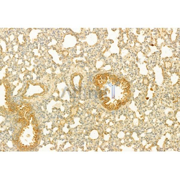 PLCE1 Antibody - DF2565 at 1/100 staining Rat spleen tissue by IHC-P.