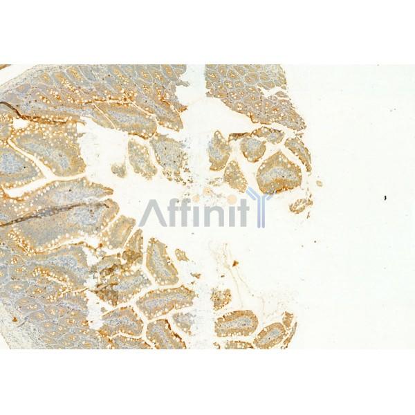 PLCE1 Antibody - DF2565 at 1/100 staining Rat colon tissue by IHC-P.