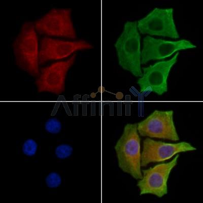 GPR26 Antibody - DF2734 staining Hela cells by IF/ICC.