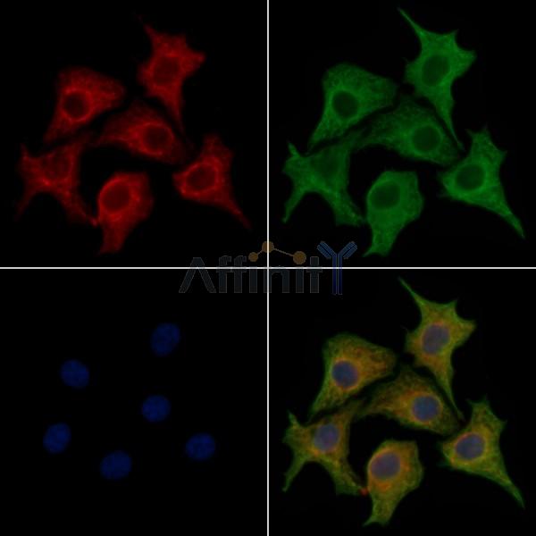 GPR110 Antibody - DF2796 staining HepG2 cells by IF/ICC.