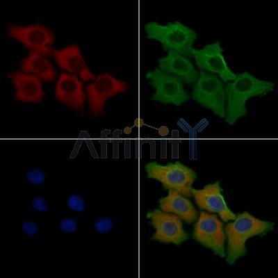 CDH7 Antibody - DF3532 staining Hela cells by IF/ICC.