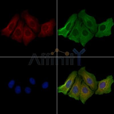 CDH8 Antibody - DF3533 staining Hela cells by IF/ICC.
