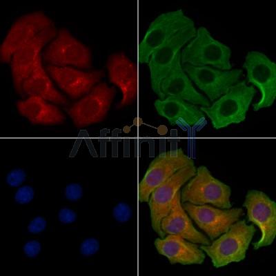 MRPL46 Antibody - DF3672 staining Hela cells by IF/ICC.